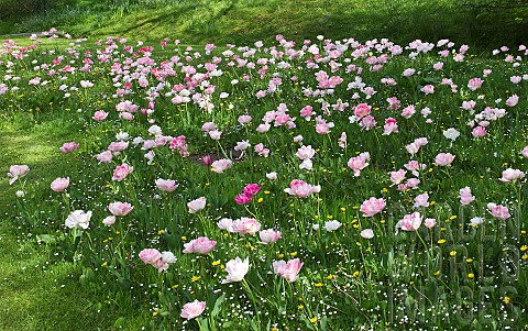 Spring_Garden_Tulip_Tulipa_Foxtrot_growing_in_grass
