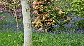Spring woodland garden Shrubs swathes of bluebells