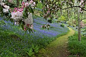 Beautiful woodland garden with specimen trees grass paths cutting through swathes of bluebells