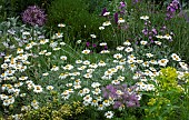 Summer border of herbaceous perennials