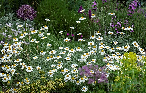 Summer_border_of_herbaceous_perennials