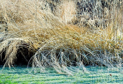 Winter_frosts_on_foliage_of_ornamental_grasses