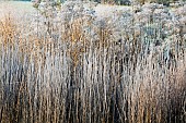 Frost covered borders hardy perennials and ornamental grasses