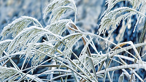 Winter_frosts_cover_ornamental_grasses
