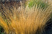 Golden ornamental grasses