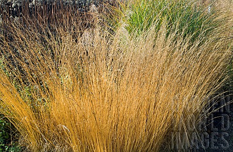 Golden_ornamental_grasses