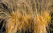 Golden Ornamental Grasses