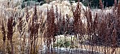 Frosted borders of ornamental grasses, perennial stems leaves and seed heads