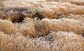 Swathes of golden ornamental grasses frosted