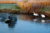 Swans on frozen lake in early winter