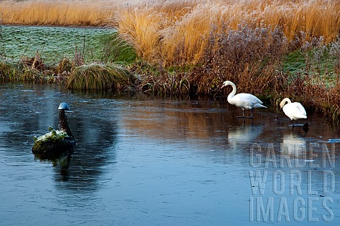Swans_on_frozen_lake_in_early_winter