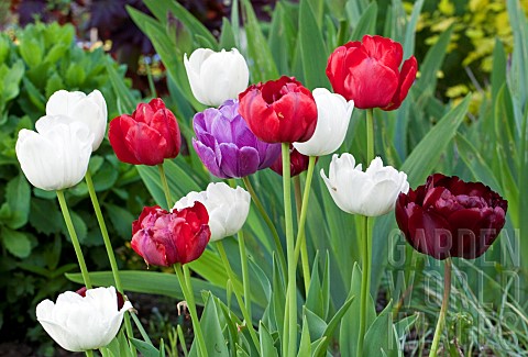 Tulips_Tulipa_Red_White_Purple_and_Burgundy