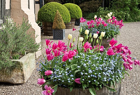 Tubs_of_pink_and_yellow_tulips_with_blue_forgetmenots_in_front_of_house_in_outstanding_country_garde