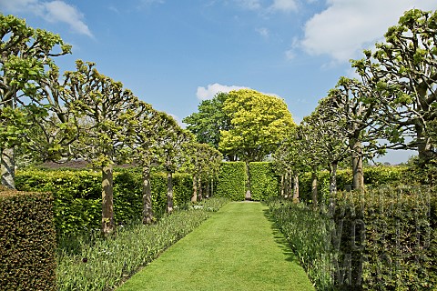 Two_lines_of_pleached_limes_Tilia_platyphyllos_Rubra