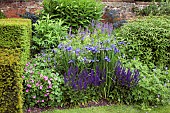 Colour themed border of herbaceous perennials