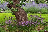 Allium schoenoprasum Chives perennial