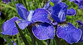 Iris sibirica Royal Blue