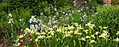 Iris sibirica Butter and Sugar Sweet Rocket,
