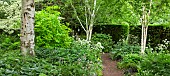 Silver Birch forms the canopy of the shade garden room
