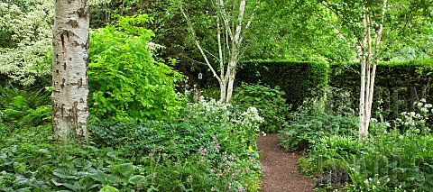 Silver_Birch_forms_the_canopy_of_the_shade_garden_room