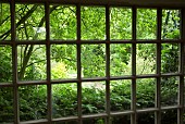View out from old window/summerhouse to garden