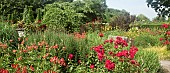Typical Hot Border of strong reds, orange and yellow herbaceous perennials