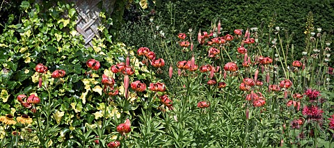 Bulbous_perennial_Lilium_martagon_Turks_Cap_Lily_petals_turn_back_orangered_flowers_with_spotted_thr