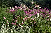 Wide herbaceous perennial border of colour combinations of pinks soft pink of Roses and Poppies and deeper pink of Geranium psilostemon at Wollerton Old Hall (NGS) Market Drayton in Shropshire midsummer July