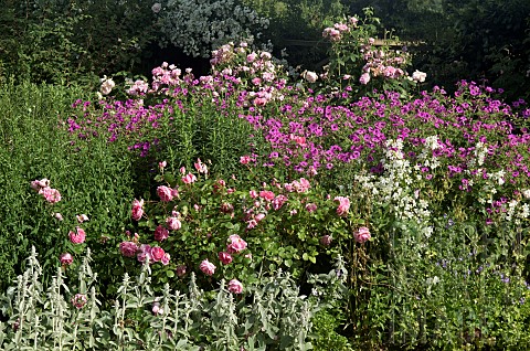 Wide_herbaceous_perennial_border_of_colour_combinations_of_pinks_soft_pink_of_Roses_and_Poppies_and_