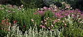Wide herbaceous perennial border of colour combinations