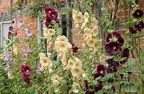 Alcea_rosea_Hollyhocks_with_a_wide_variety_of_colours_in_border