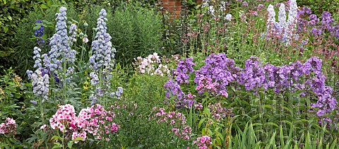 Mixed_border_Phlox_pinks_and_purples__Blue_Delphiniums