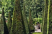 Foliage of tall thin yew spires