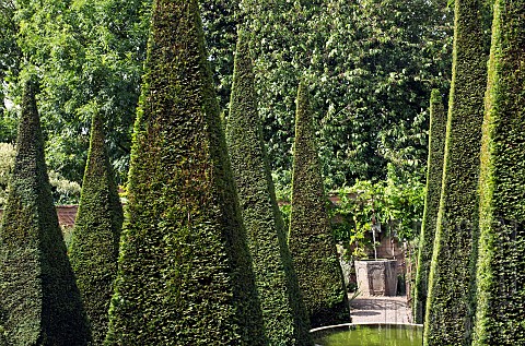 Foliage_of_tall_thin_yew_spires