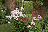 Border of herbaceous perennial colour combination of Phlox sweetly honey-scented