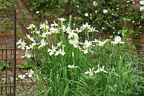 Colour_themed_border_tall_upright_White_Iris_in_June