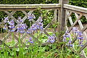Blue Iris sibirica enclosed by trellis fence and flower detail in June