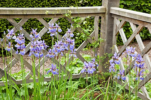 Blue_Iris_sibirica_enclosed_by_trellis_fence_and_flower_detail_in_June