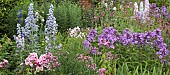 Border of herbaceous perennials pinks and purples Phlox blues of Delphiniums