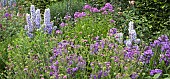 Herbaceous perennial border with blues and purples of sweetly scented Phlox and tall spikes of Delphiniums