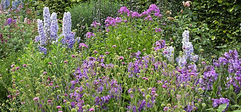 Herbaceous_perennial_border_with_blues_and_purples_of_sweetly_scented_Phlox_and_tall_spikes_of_Delph