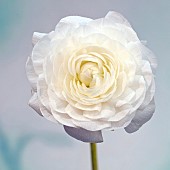 Ranunculus White double white flowers