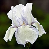 Iris Royal Satin Lavender and White flowers
