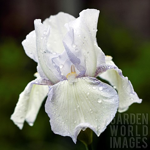 Iris_Royal_Satin_Lavender_and_White_flowers