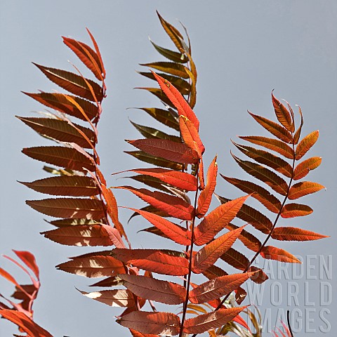 Rhus_typhina_Stags_Horn_Sumach