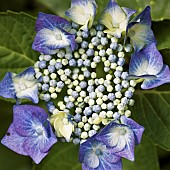 Hydrangea macrophylla Jipp26 JIP BLUE