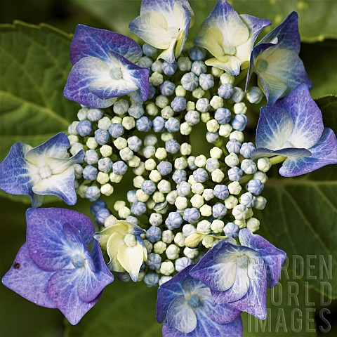 Hydrangea_macrophylla_Jipp26_JIP_BLUE