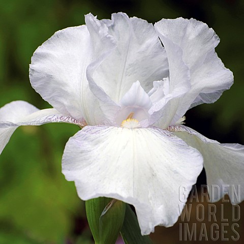 Iris_germanica_Royal_Satin_Lavender_and_White_flowers