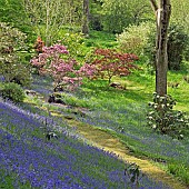 Superbly Beautiful light woodland garden with specimen trees Rhododendrons Azaleas Magnolias