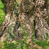 Specimen tree trunk and bark of Oak in Spring